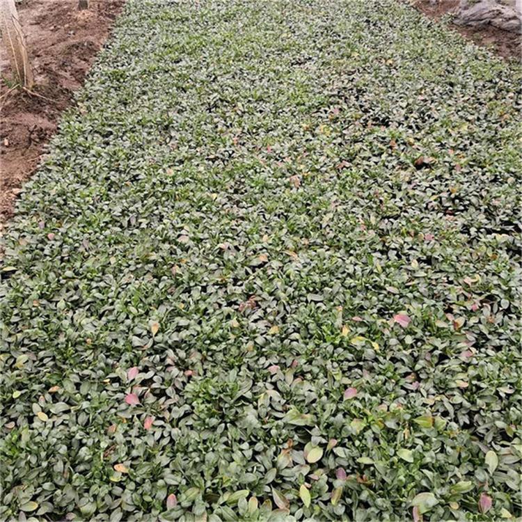 金鸡菊苗圃直供 绿化工程用苗