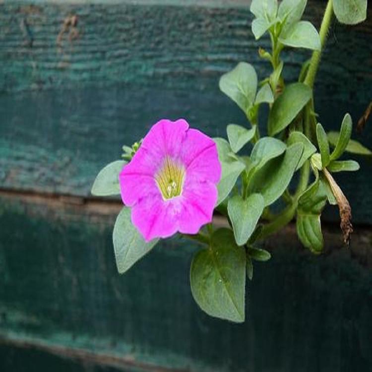 优惠多多 小精灵  矮牵牛报价  牵牛花价格