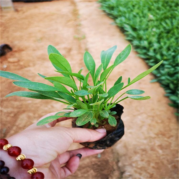多年生花卉 宿根花卉批发 金鸡菊种苗