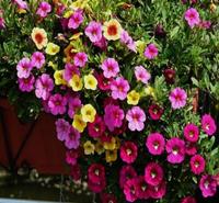 现货出售 矮牵牛   牵牛花大量供应 小精灵<em>农业</em>