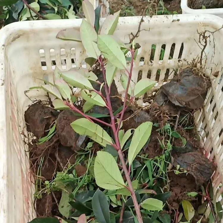 红叶石楠批发 青州园林绿化苗 红叶石楠球 铭秀花卉