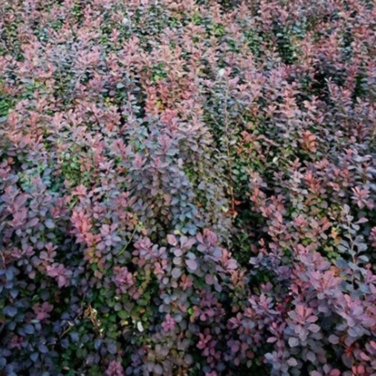 红叶小檗 栽植红叶小檗基地 山东红叶小檗批发
