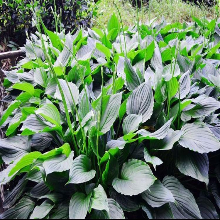 承玉花卉 玉簪种苗基地 玉簪批发