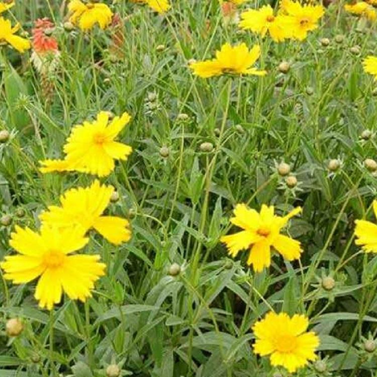 大花金鸡菊