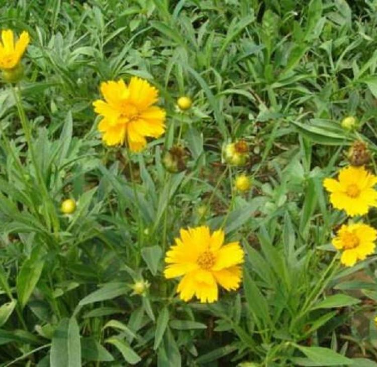 金鸡菊花海苗    花海用工程苗   金鸡菊批发供应商