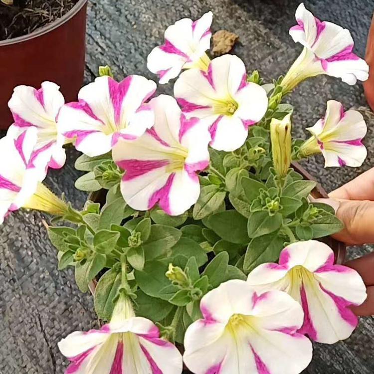 双色盆五彩牵牛 牵牛花牛价格 五彩牵牛种植基地