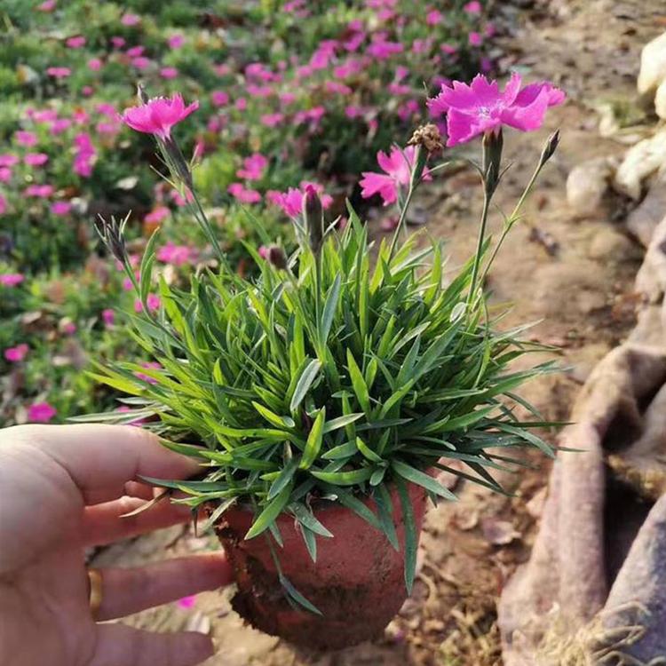 量大从优 欧石竹种植基地 青州欧石竹