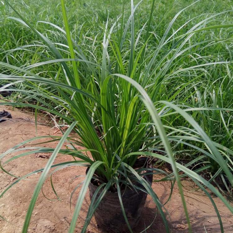 欢迎来电咨询 青绿苔草培育基地 山东青绿苔草