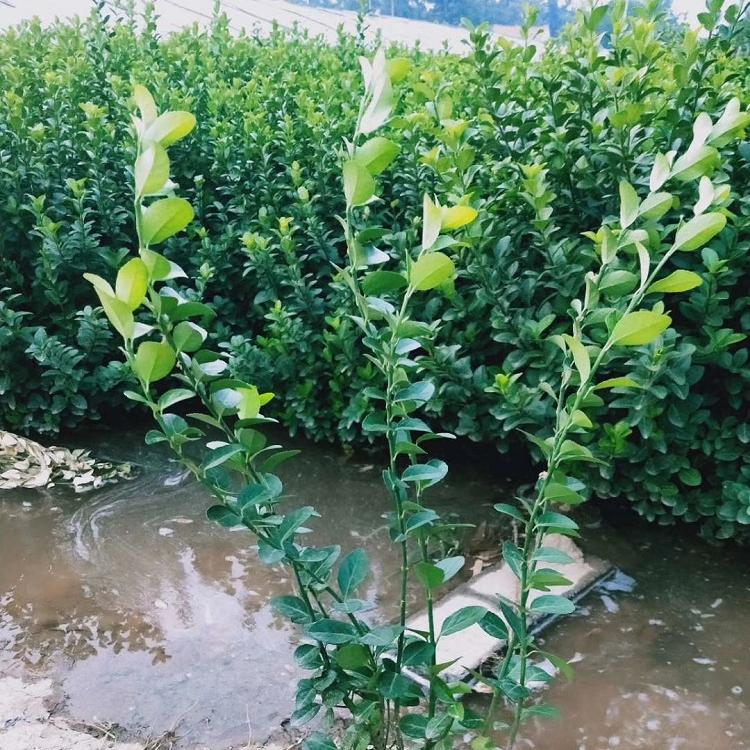 基地直销 卫矛树苗 卫矛树苗  卫矛供应