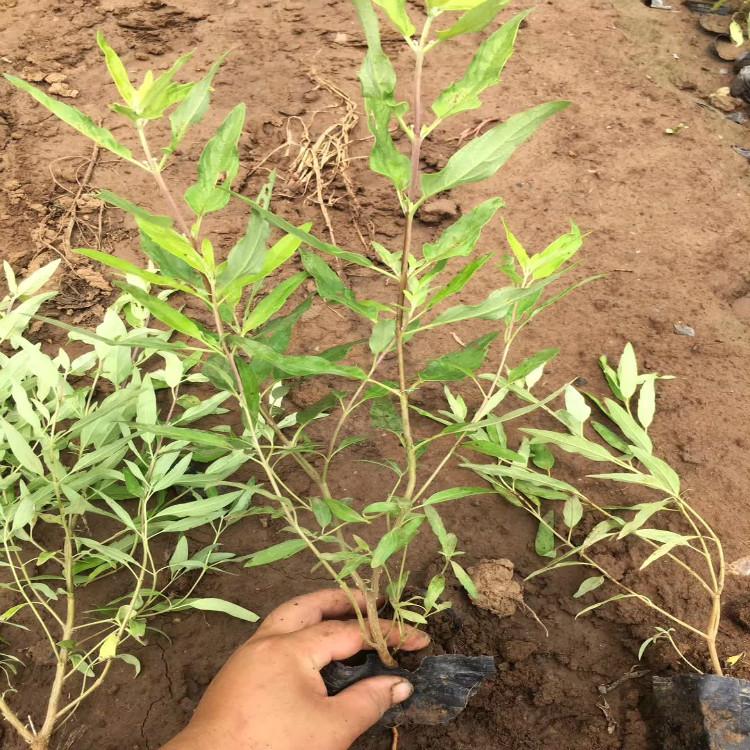 青州金叶莸种植基地金叶莸批发价格
