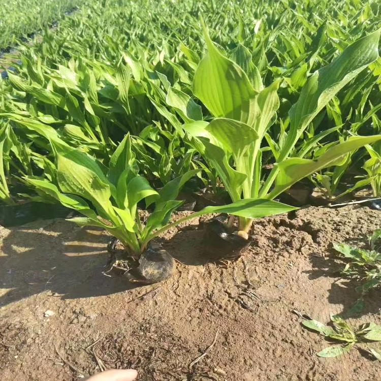 玉簪花海用苗 玉簪价格青州天一报价