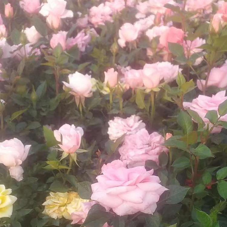 养殖地栽欧月 月季种植基地 青州月季基地