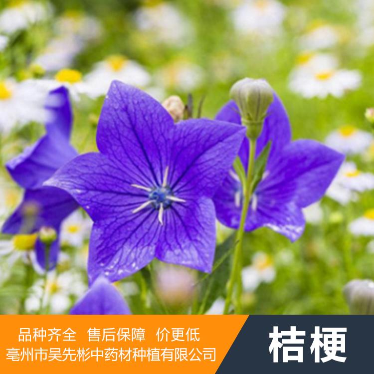 桔梗种苗价格