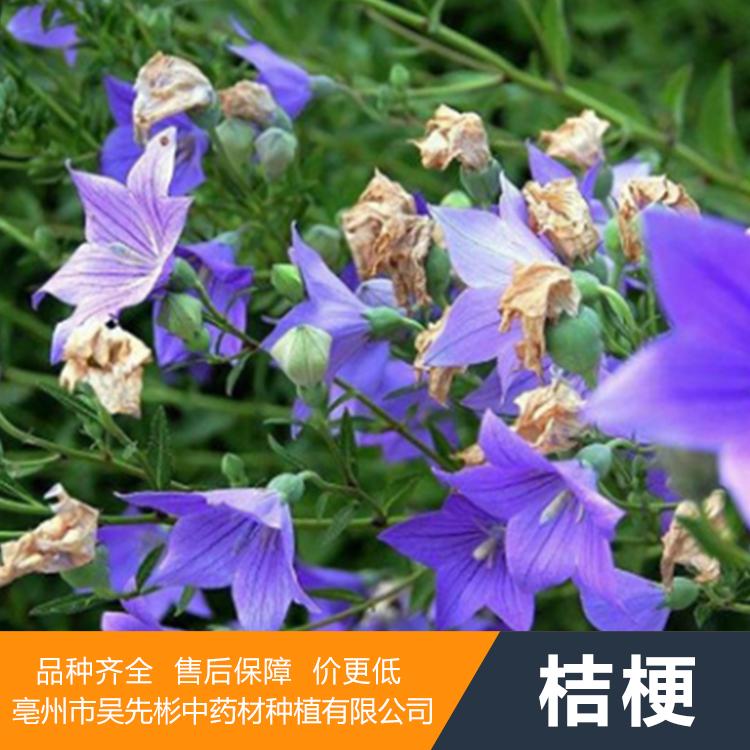 【桔梗种苗】桔梗种苗价格_桔梗种苗批发_桔梗种苗厂家