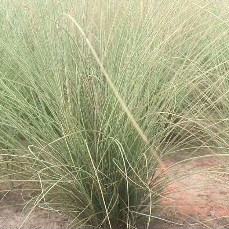 基地直销晨光芒 晨光芒供应商 量大价优