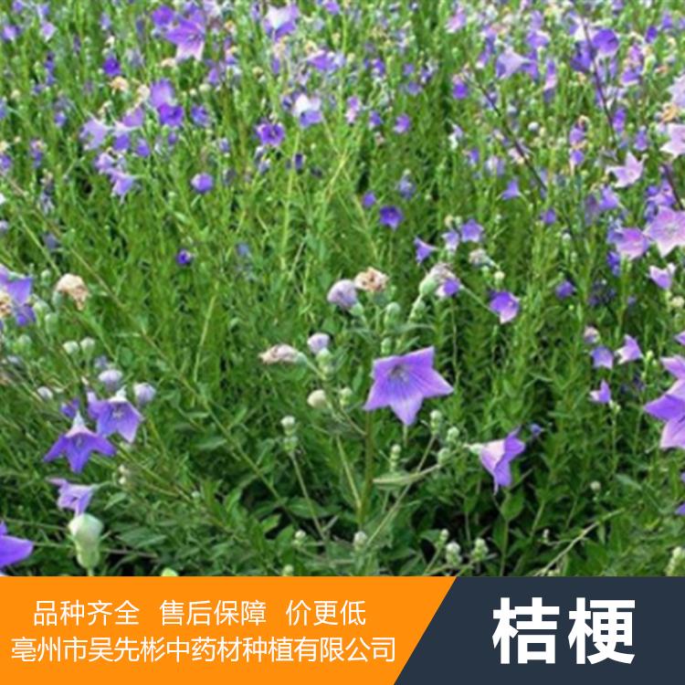 桔梗种子 桔梗种植技术及亩收益 桔梗批发基地