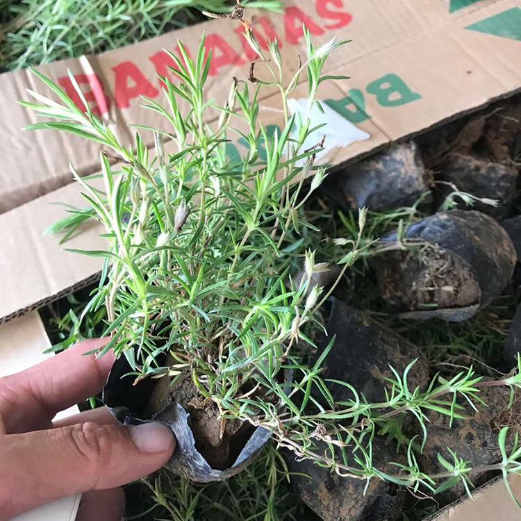 芝樱批发价格 青州芝樱 山东花卉种植基地
