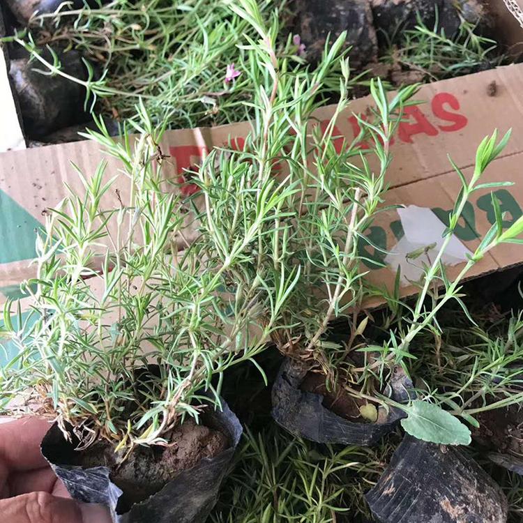 芝樱小苗 山东芝樱 青州草花批发基地