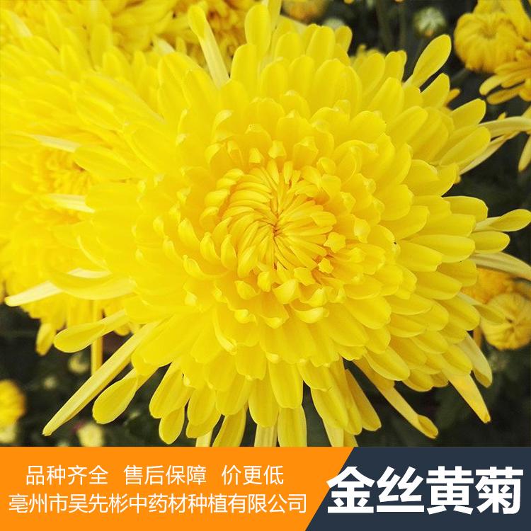 求购优质亳菊花苗