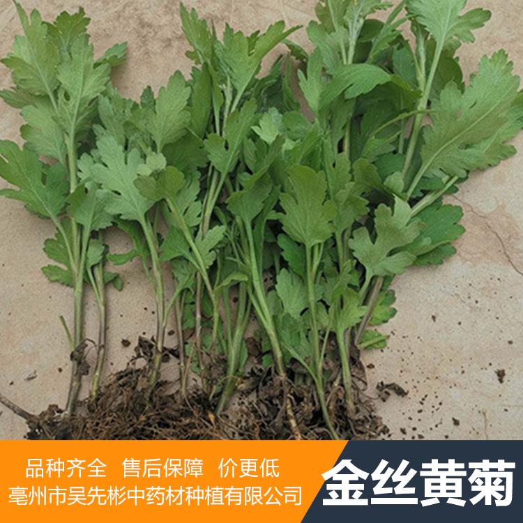 亳菊苗基地 供应优质金丝皇菊苗 金丝皇菊苗基地直销