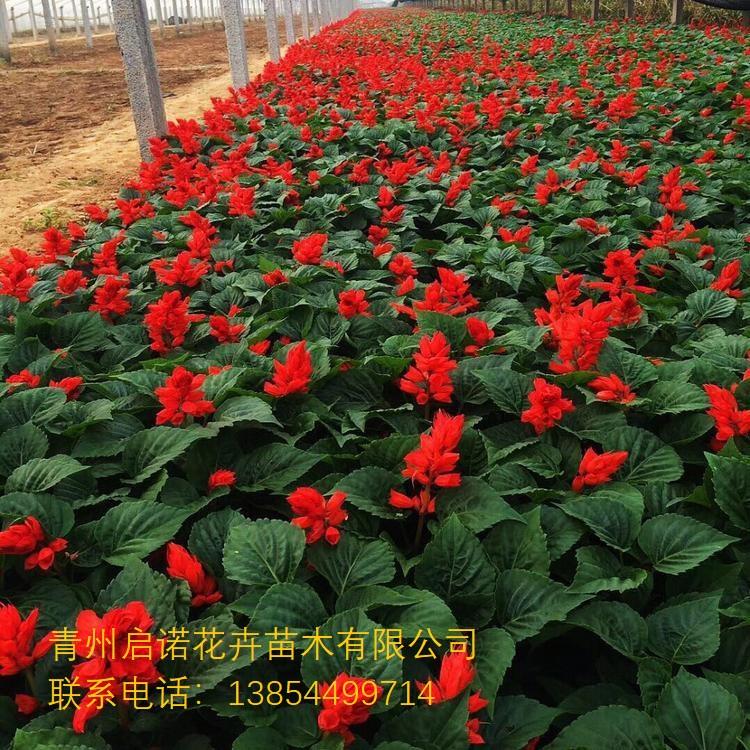 一串红批发 一串红价格  青州草花