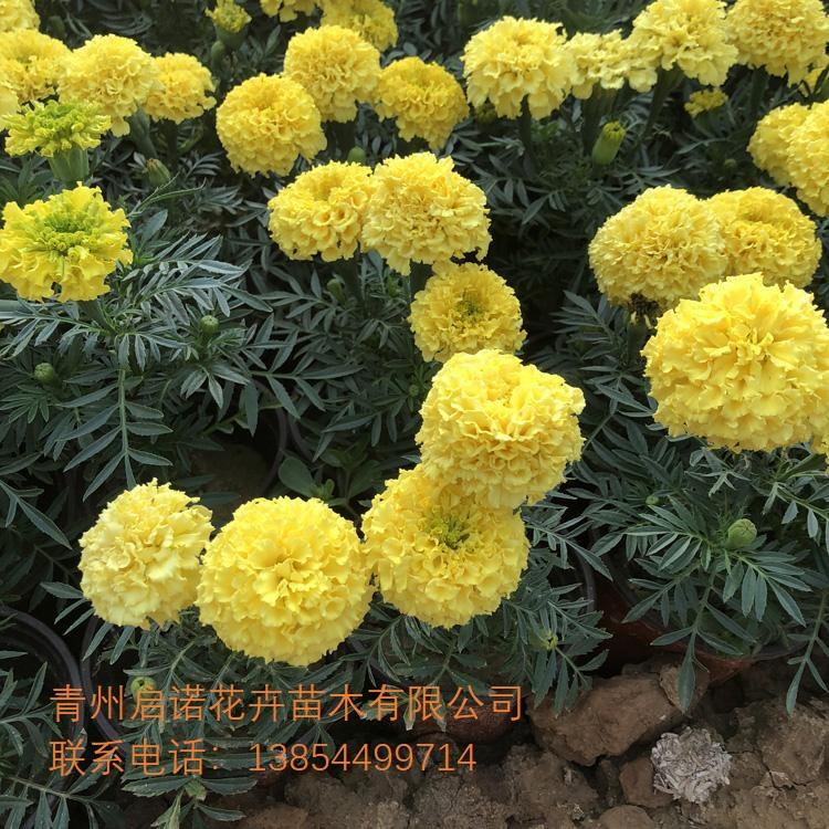 万寿菊 万寿菊价格 万寿菊批发