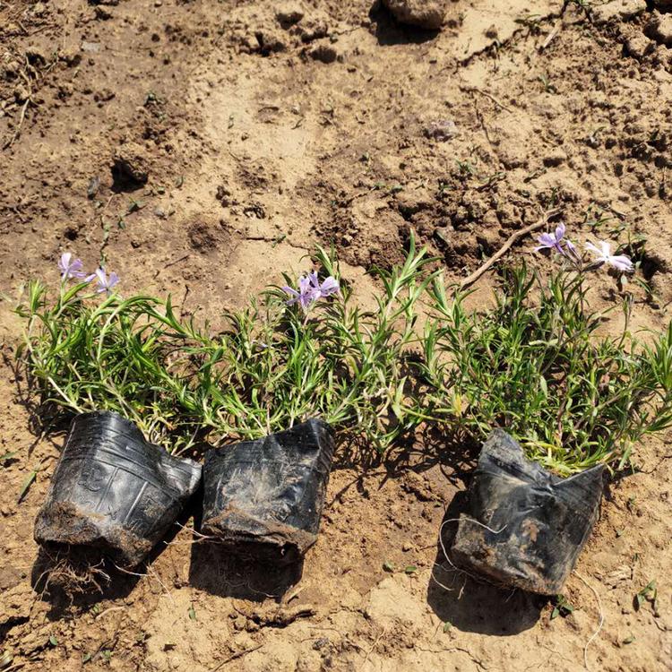 紫色福禄考报价   紫色福禄考供应商  紫色福禄考批发出售