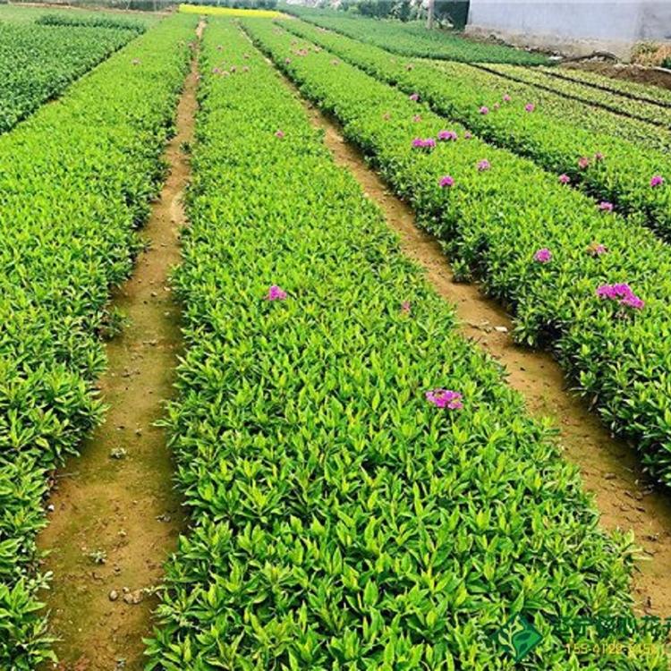 销售芝樱 芝樱供应商 质量好 价格低
