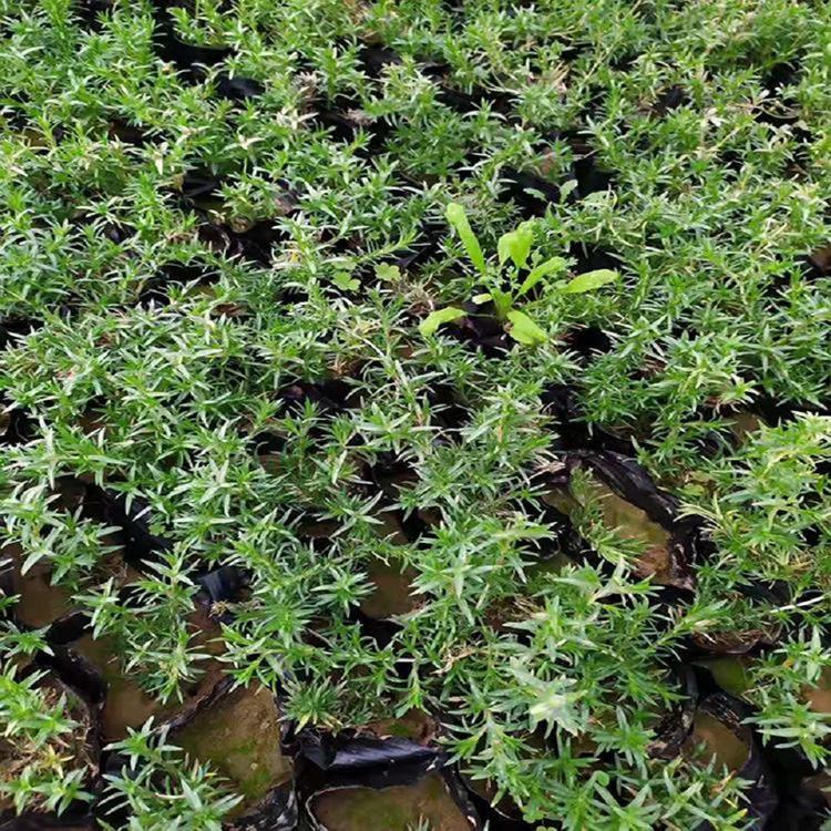 销售丛生福禄考 丛生福禄考供应商 量大从优