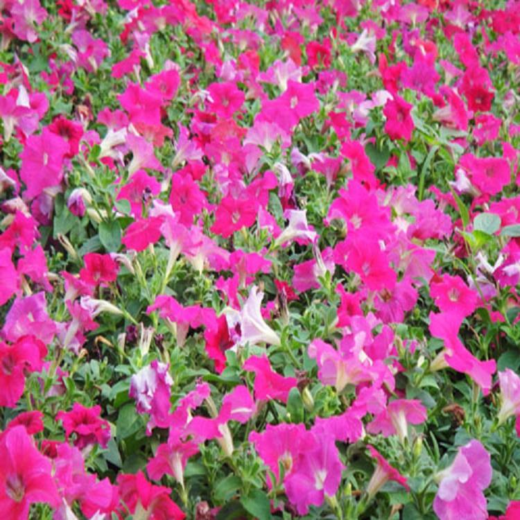 基地出售牵牛花 耐寒牵牛花种植基地