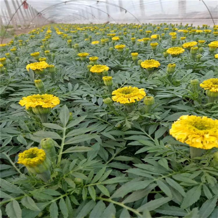 万寿菊批发零售 万寿菊山东草花生产基地