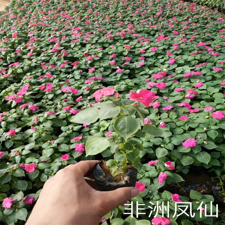 多色凤仙花价格凤仙花种子凤仙花基地多色非洲凤仙花供应商