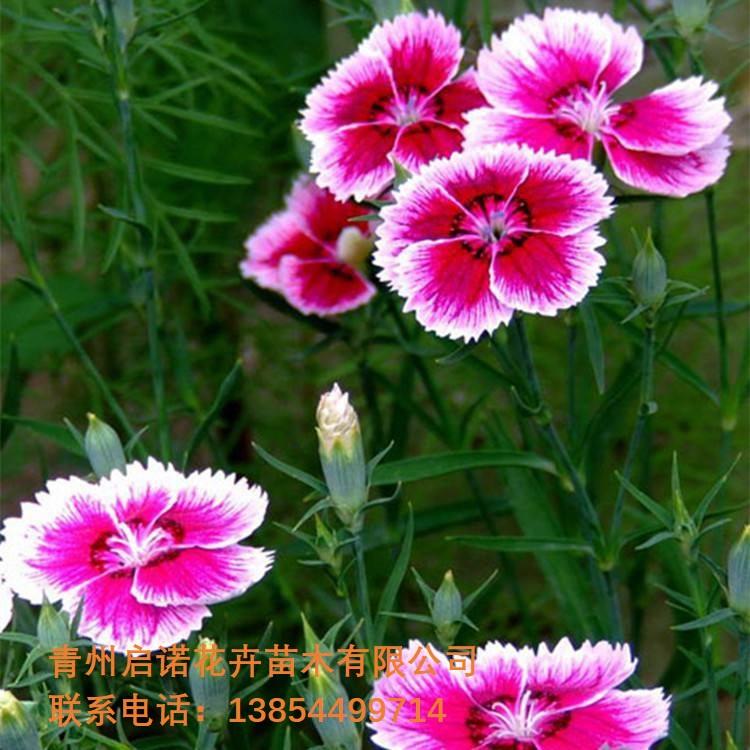 欧石竹批发 欧石竹价格 欧石竹苗 青州花卉