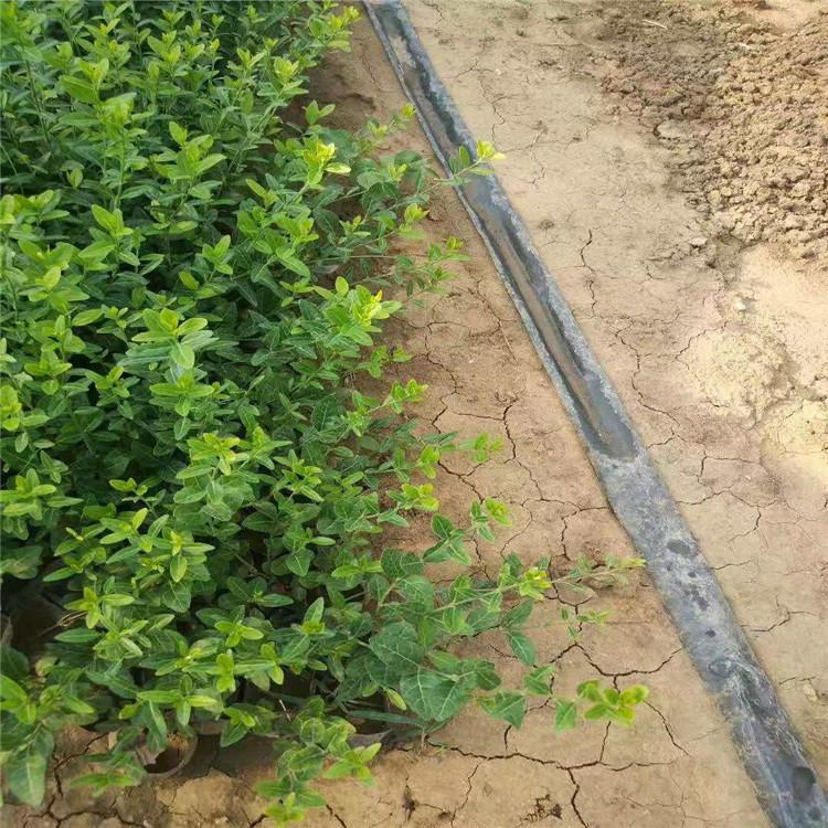 山东卫矛基地 上盆卫矛价格 卫矛绿化工程用苗供应商