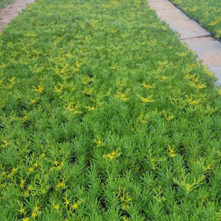 佛甲草报价 佛甲草种植基地 实力推荐