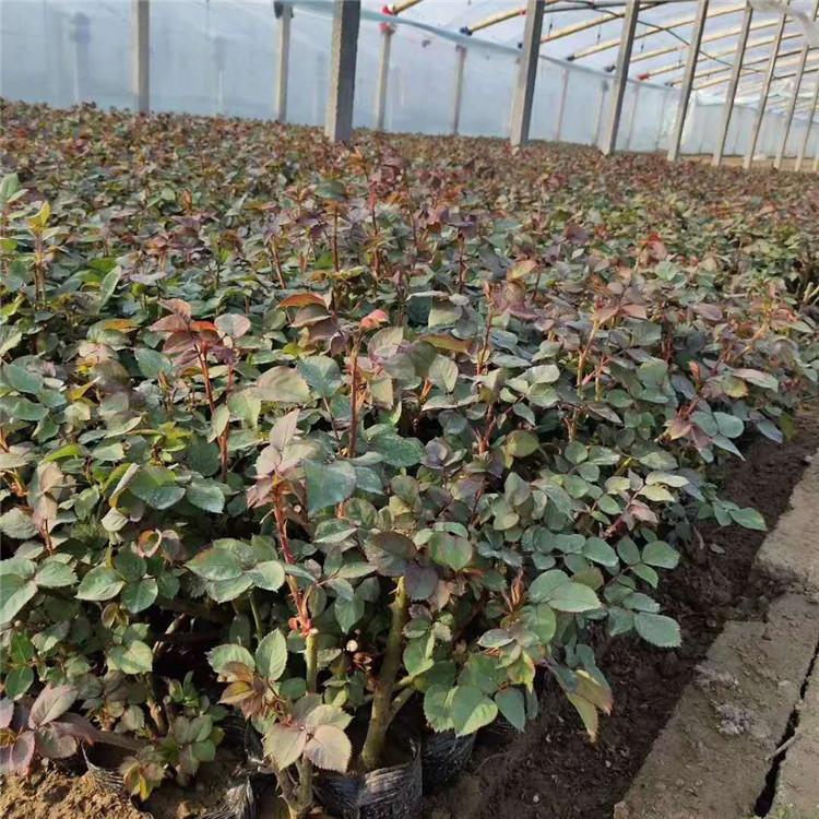 青州月季种植基地  月季批发价格  月季供应商