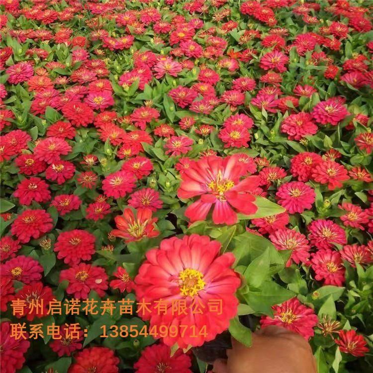 百日草 批发百日草 百日草价格