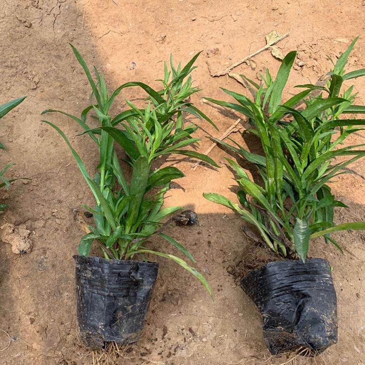 荷兰菊 荷兰菊价格 种植基地直销