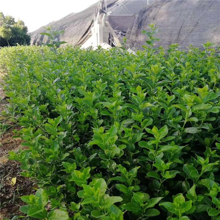 卫矛球基地山东卫矛球价格卫矛球供应量大从优,价格面议