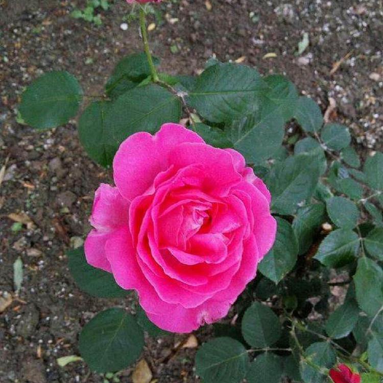 志民花卉大量种植批发月季小苗 多色月季批发商 月季苗报价