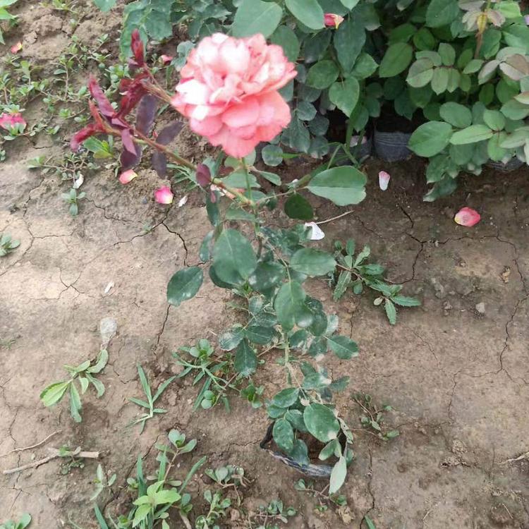 多色月季花苗种植 基地直销绿化月季苗