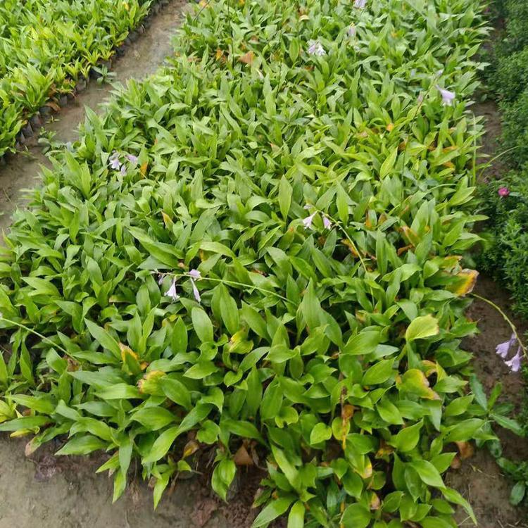 玉簪 基地直销玉簪小苗 玉簪批发商