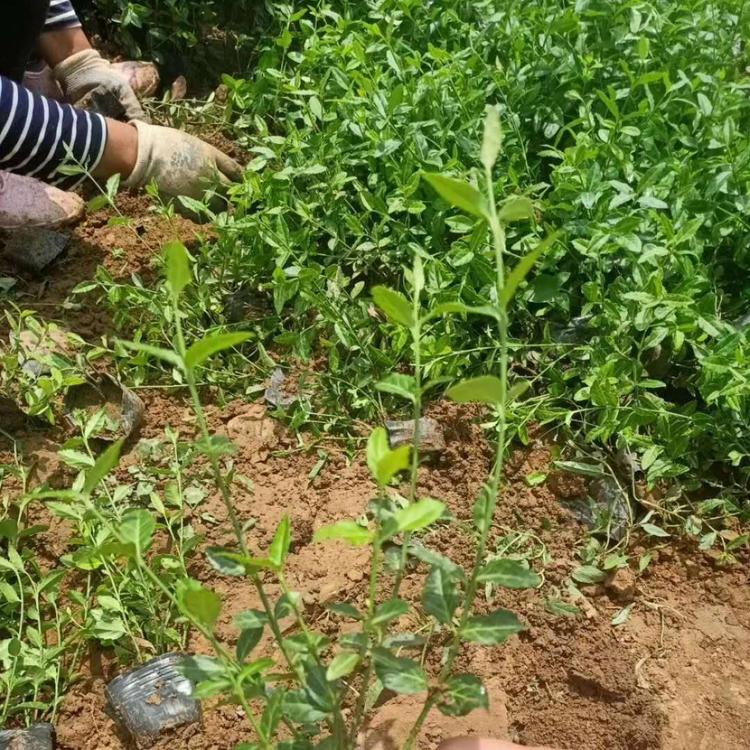 小叶扶芳藤价格 爬行卫矛价格 小叶扶芳藤供应