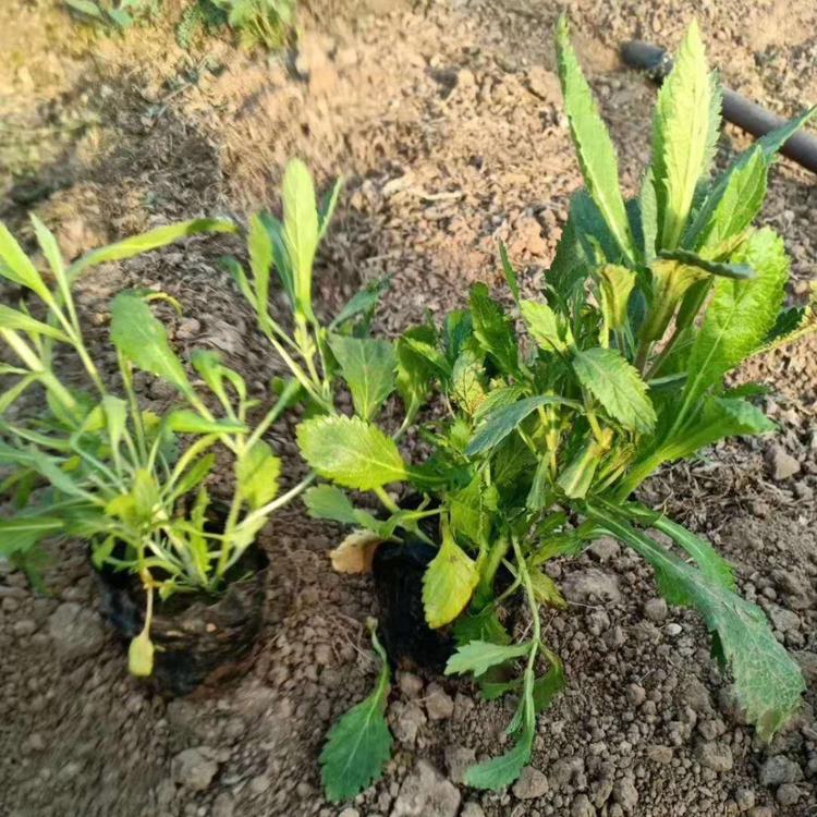 马鞭草报价马鞭草种植基地马鞭草批发马鞭草供应马鞭草小苗马鞭草杯苗马鞭草价格马鞭草基地