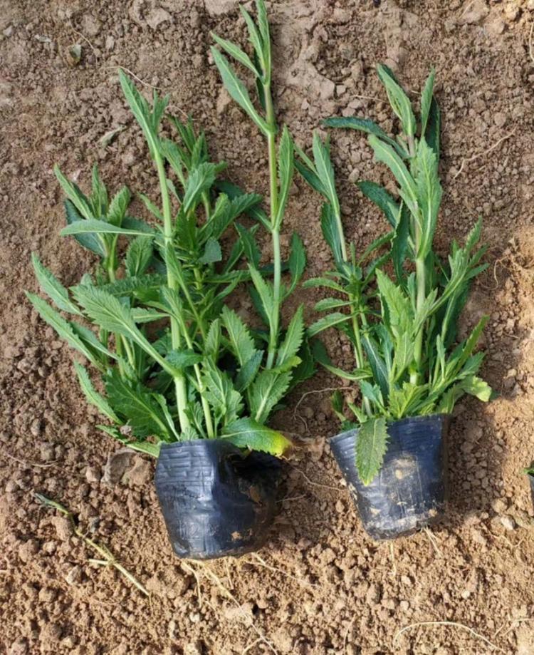 马鞭草小苗马鞭草杯苗马鞭草报价马鞭草种植基地马鞭草价格马鞭草基地马鞭草批发马鞭草供应