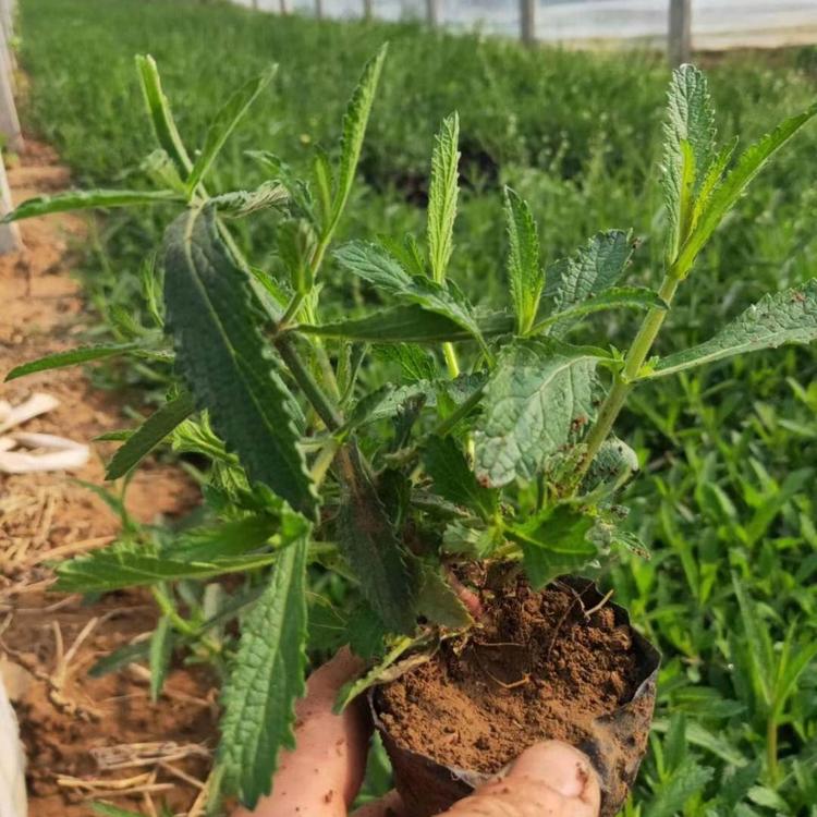 】马鞭草批发马鞭草供应马鞭草价格马鞭草基地马鞭草小苗马鞭草杯苗马鞭草报价马鞭草种植基地