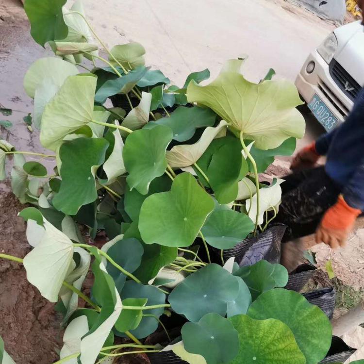 荷花价格_荷花批发_朵儿花卉