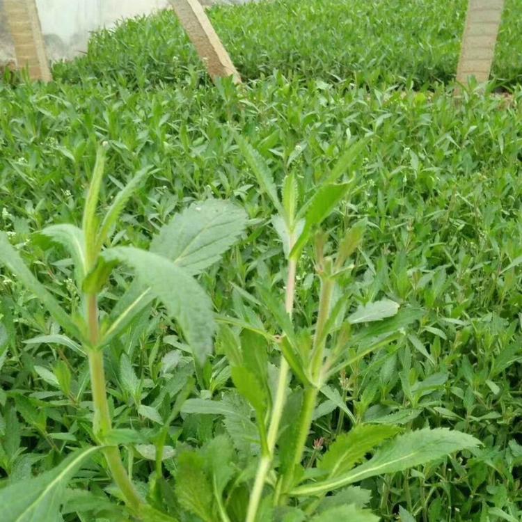马鞭草价格马鞭草基地马鞭草报价马鞭草种植基地马鞭草批发马鞭草供应马鞭草小苗马鞭草杯苗
