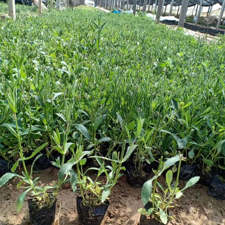 马鞭草批发马鞭草供应马鞭草小苗马鞭草杯苗马鞭草报价马鞭草种植基地马鞭草价格马鞭草基地