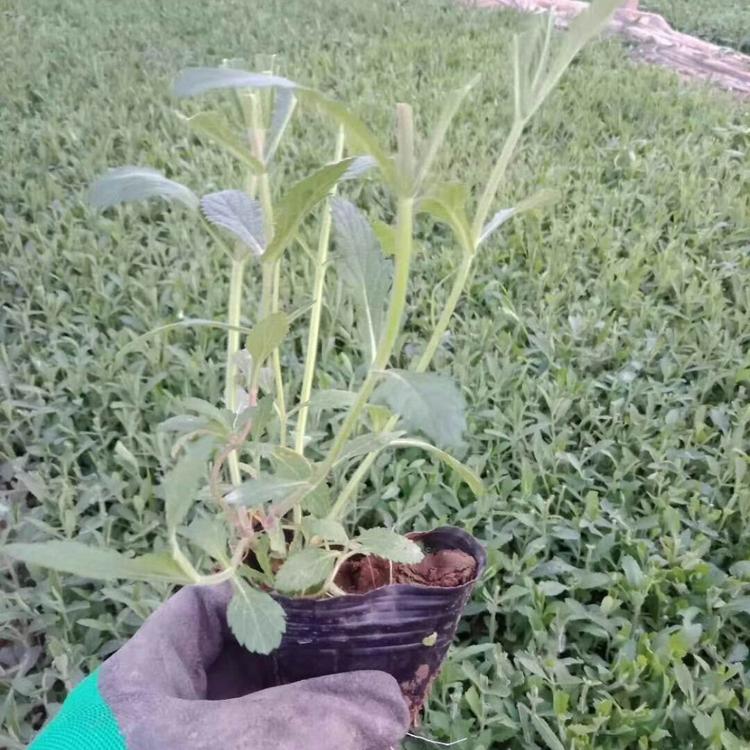 马鞭草小苗马鞭草杯苗马鞭草批发马鞭草供应马鞭草报价马鞭草种植基地马鞭草价格马鞭草基地